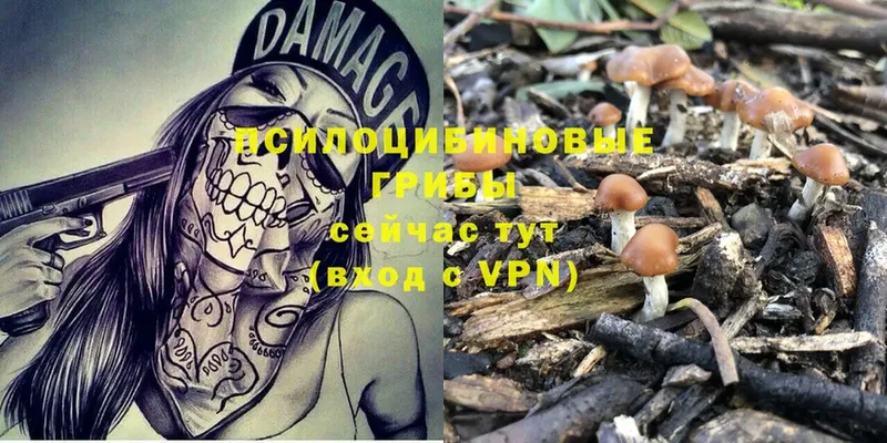 Псилоцибиновые грибы Psilocybe  Верхняя Салда 